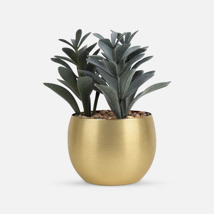 PLANTA DECORATIVA DAKAR